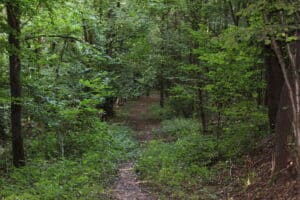 Der Weg schlängelt sich auf einem schmalen Pfad durch den Wald.